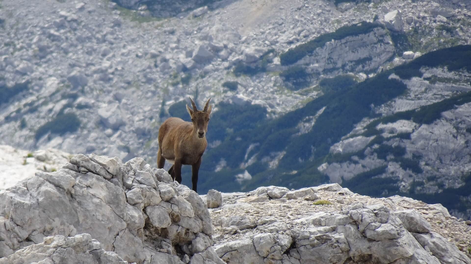 Vorsicht, weidende Tiere!