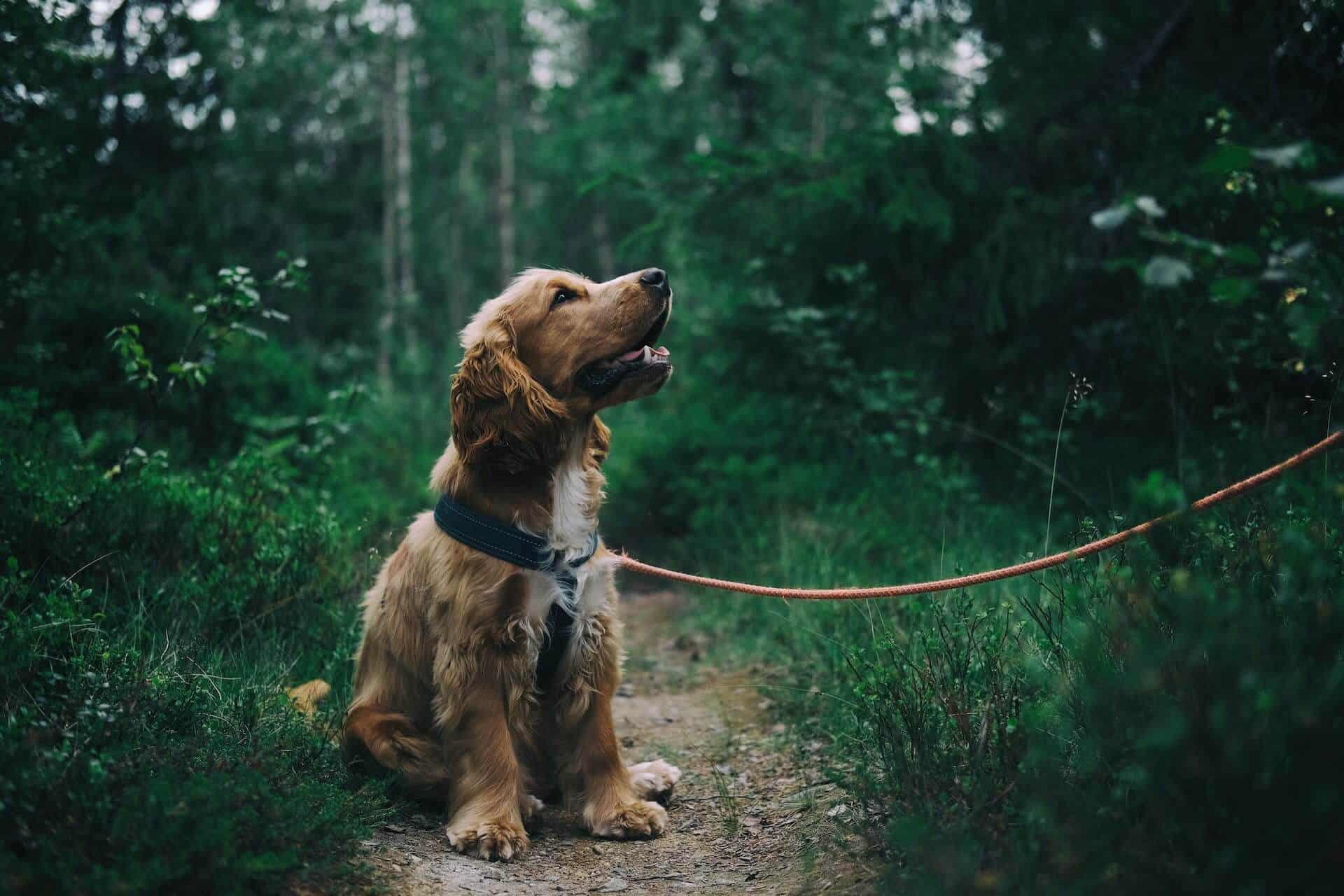Wandern mit einem Hund