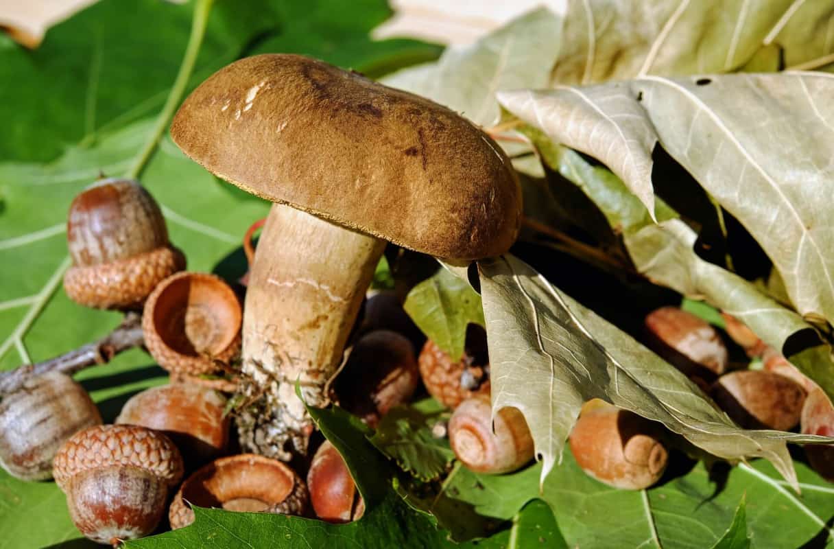 Kennen Sie die Waldfrüchte und Pilze