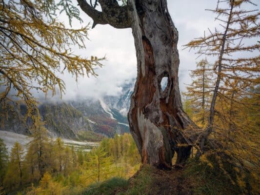 Uralter Baum im Herbst mit Berglandschaft im Hintergrund bei der Erjavčeva-Hütte.