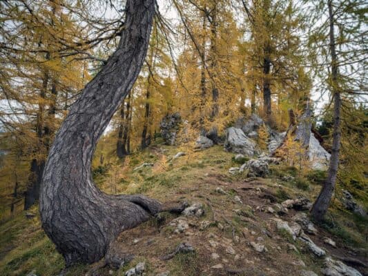 Erjavčeva koča - Slemenova špica - Sleme