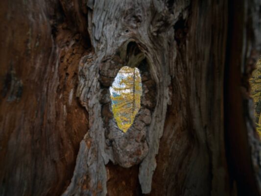 Lebhafte Herbstwaldszene in der Nähe der Erjavčeva-Hütte mit gelben Lärchen und Berggipfeln im Hintergrund.